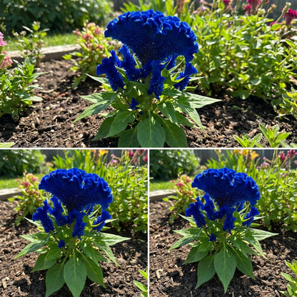 Cockscomb Blue Flower Seeds for Planting  Vibrant Annual Blooms