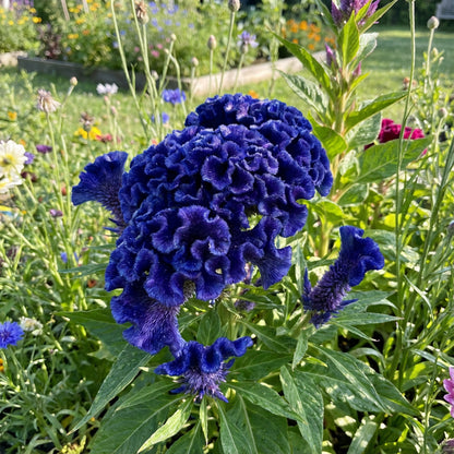 planting coxcomb seeds Buy Cockscomb Blue Flower Seeds for Planting Vibrant Annual Blooms – Pure Asia Seeds
