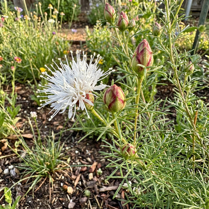 Dalea Pinnata Flower Seeds for Planting  Enhance Your Garden with Stunning Blooms