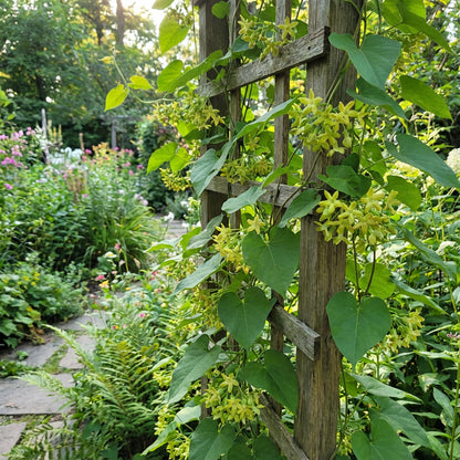 Telosma Cordata Flower Seeds for Planting - Premium Seeds for Vibrant Blooms