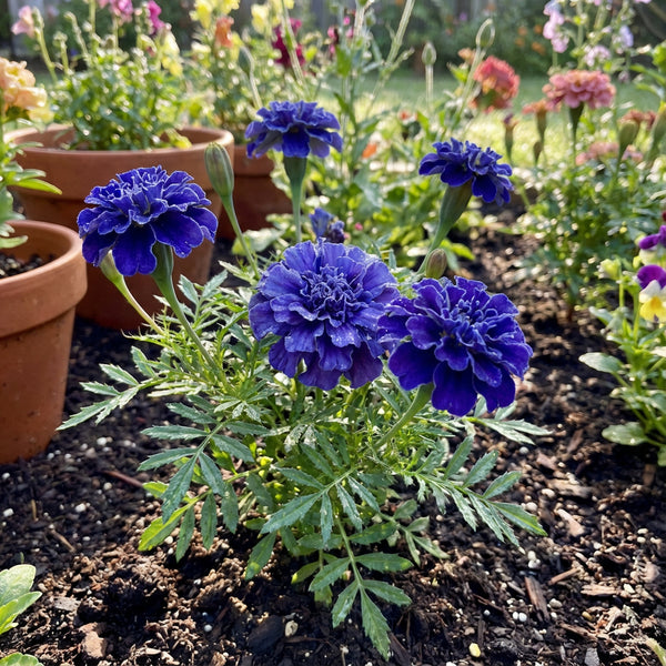 Buy Beautiful Blue Marigold Flower Seeds for Your Home Garden – Pure Asia  Seeds