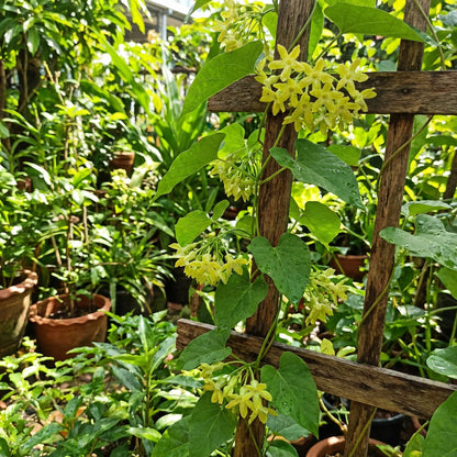 Telosma Cordata Flower Seeds for Planting - Premium Seeds for Vibrant Blooms