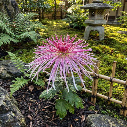 Japan Spider Chrysanthemums Seeds for Planting - Unique Floral Beauty