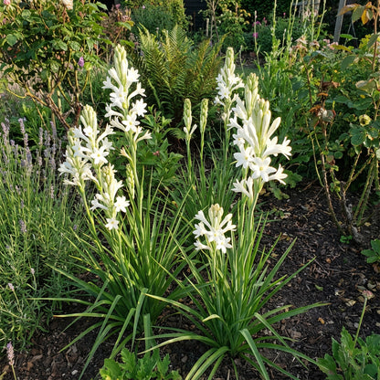 Tuberose Flower Seeds for Planting - Enchanting Fragrant Blooms for Your Garden
