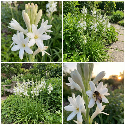 Tuberose Flower Seeds for Planting - Enchanting Fragrant Blooms for Your Garden