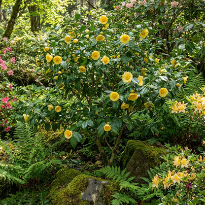 Golden Camellia Flower Seeds for Planting - Premium Quality Seeds for Your Garden