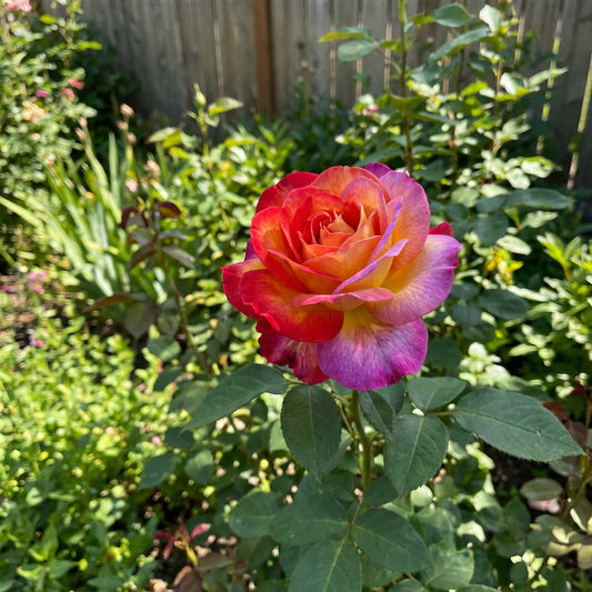 Mixed Rose Rare Bonsai Rainbow Flower Seeds for Planting  Vibrant Colorful Bonsai Seeds for Your Garden