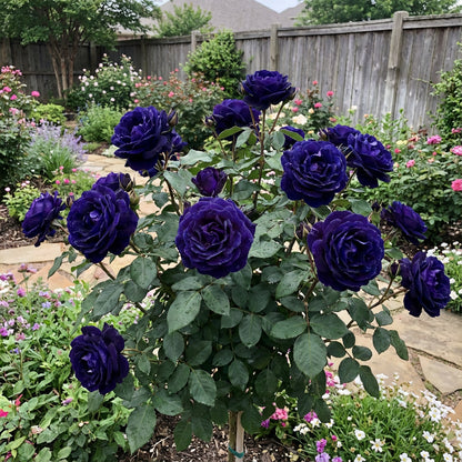 purple rose seeds for sale Buy Midnight Supreme Dark Blue Rose Bush Flower Seeds for Planting Stunning Floral Elegance for Your Garden – Pure Asia Seeds