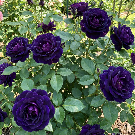 Midnight Supreme Dark Blue Rose Bush Flower Seeds for Planting  Stunning Floral Elegance for Your Garden