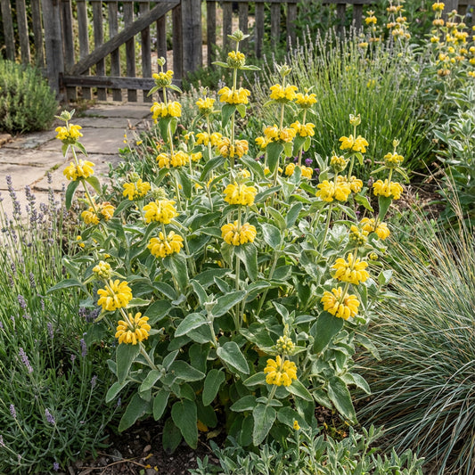 Jerusalem Sage Yellow Flower Seeds for Planting  Vibrant and Aromatic Blooms