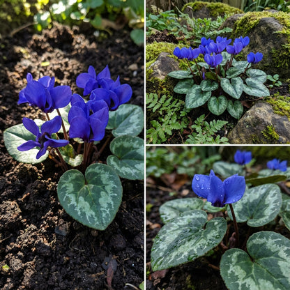 Cyclamen Blue Flower Seeds for Planting - Stunning Perennial Blooms