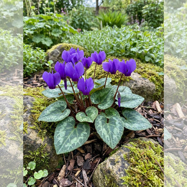 Cyclamen Blue Flower Seeds for Planting - Stunning Perennial Blooms