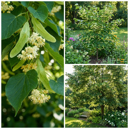 Plant American Basswood Seeds  Ideal for Gardening