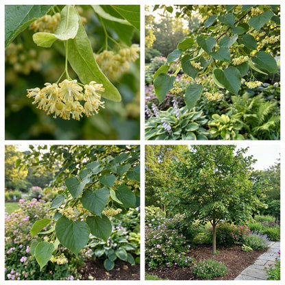 Plant American Basswood Seeds  Ideal for Gardening