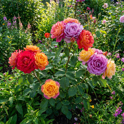 Mixed Rose Rare Bonsai Rainbow Flower Seeds for Planting  Vibrant Colorful Bonsai Seeds for Your Garden