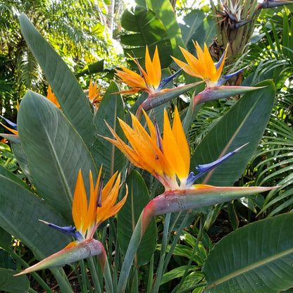 Bird of Paradise Flower Seeds - Exotic Garden Plant for Spring and Summer Planting