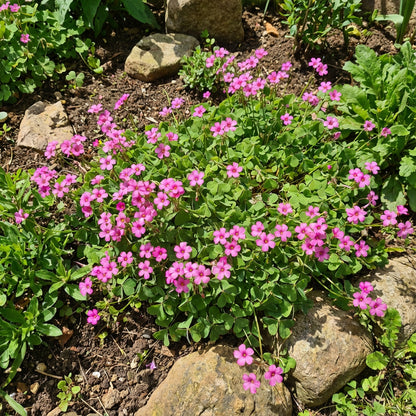 Pink Carpet Oxalis Seeds for Planting - Vibrant Perennial Flowers for Your Garden