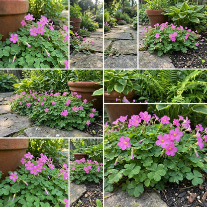 Pink Carpet Oxalis Seeds for Planting - Vibrant Perennial Flowers for Your Garden