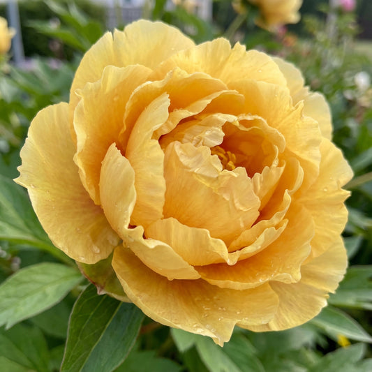 Yellow Peony Flower Seeds for Planting