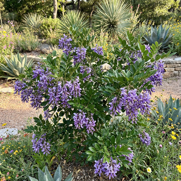Mescal Bean Seeds for Planting - Texas Mountain Laurel