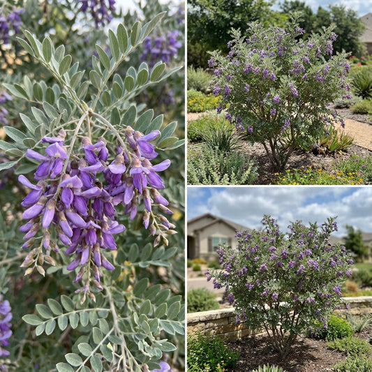 Mescal Bean Seeds for Planting - Texas Mountain Laurel