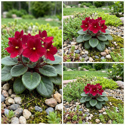 Mini Violet Dark Red Flower Seeds for Planting - Rare Variety