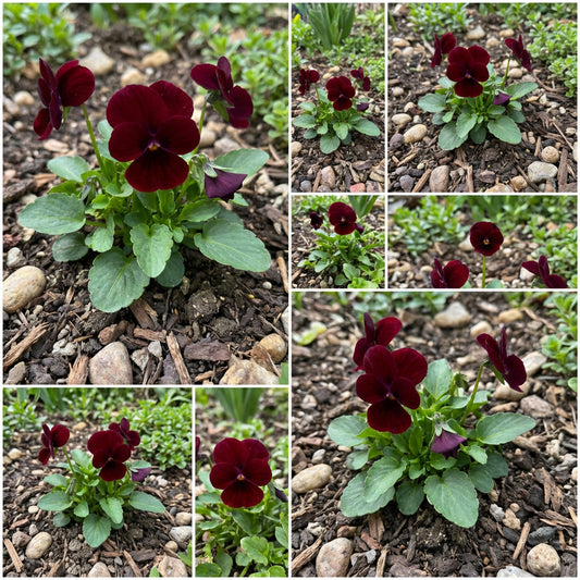 Mini Violet Dark Red Flower Seeds for Planting - Rare Variety