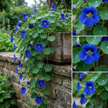 Blue Hanging Nasturtium Seeds for Planting - Garden Annuals