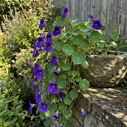 Blue Hanging Nasturtium Seeds for Planting - Garden Annuals