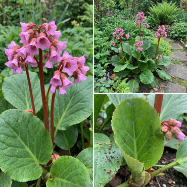 Bergenia Flower Seeds for Winter Planting