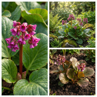 Bergenia Flower Seeds for Winter Planting