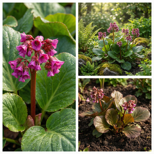 Bergenia Flower Seeds for Winter Planting