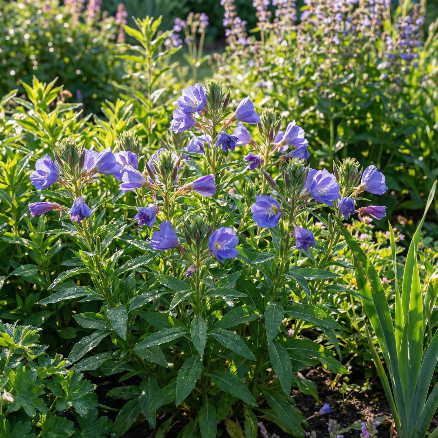 Blue Evening Primrose Flower Seeds for Planting in Night Gardens
