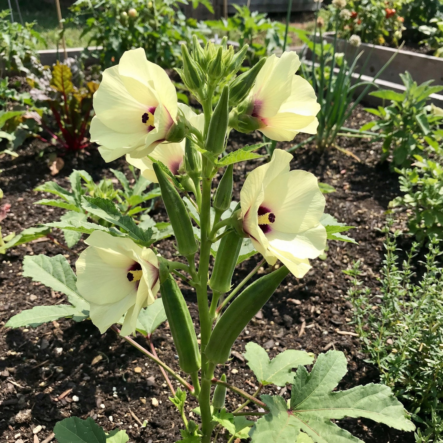 Premium Okra Seeds for Home Planting - Perfect for Southern Cuisine