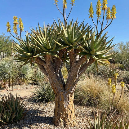Aloe Dichotoma Seeds for Planting , Desert Beauty