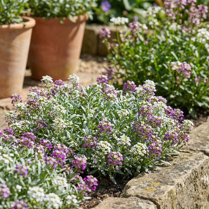 Alyssum Flower Seeds: Plant for Vibrant Blooms