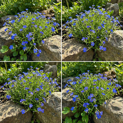 Rock Cress Planting Flower Blue Seeds for a Vibrant Garden Display