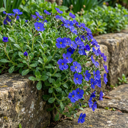 Rock Cress Planting Flower Blue Seeds for a Vibrant Garden Display