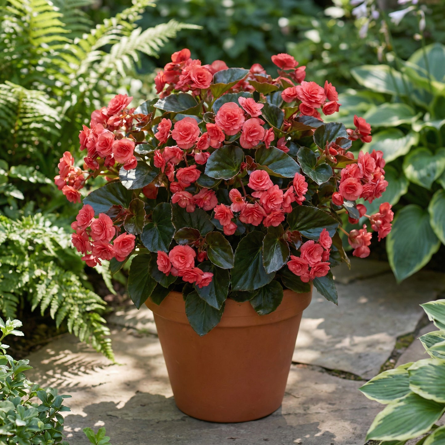 Rose Rieger Begonia Planting Flower Seeds for Bold and Vibrant Blooms
