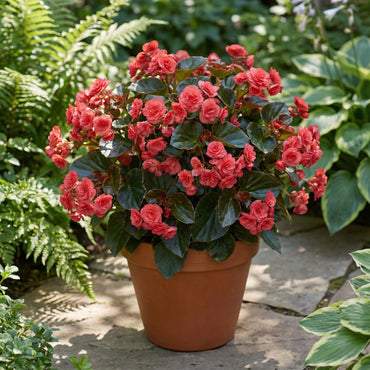 Rose Rieger Begonia Planting Flower Seeds for Bold and Vibrant Blooms
