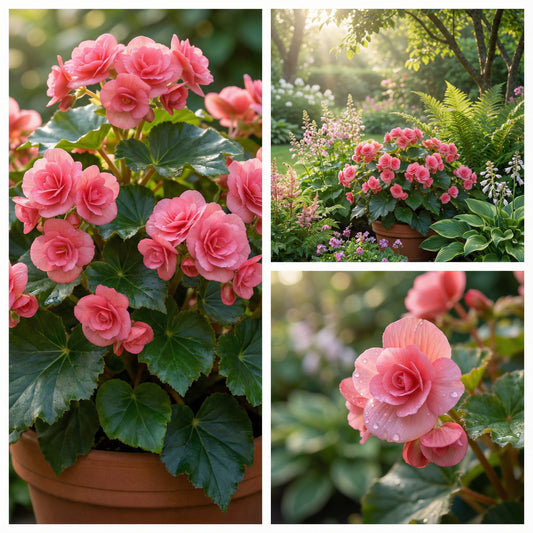 Rose Rieger Begonia Planting Flower Seeds for Bold and Vibrant Blooms