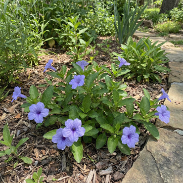 Ruellia Humillis Planting Flower Seeds