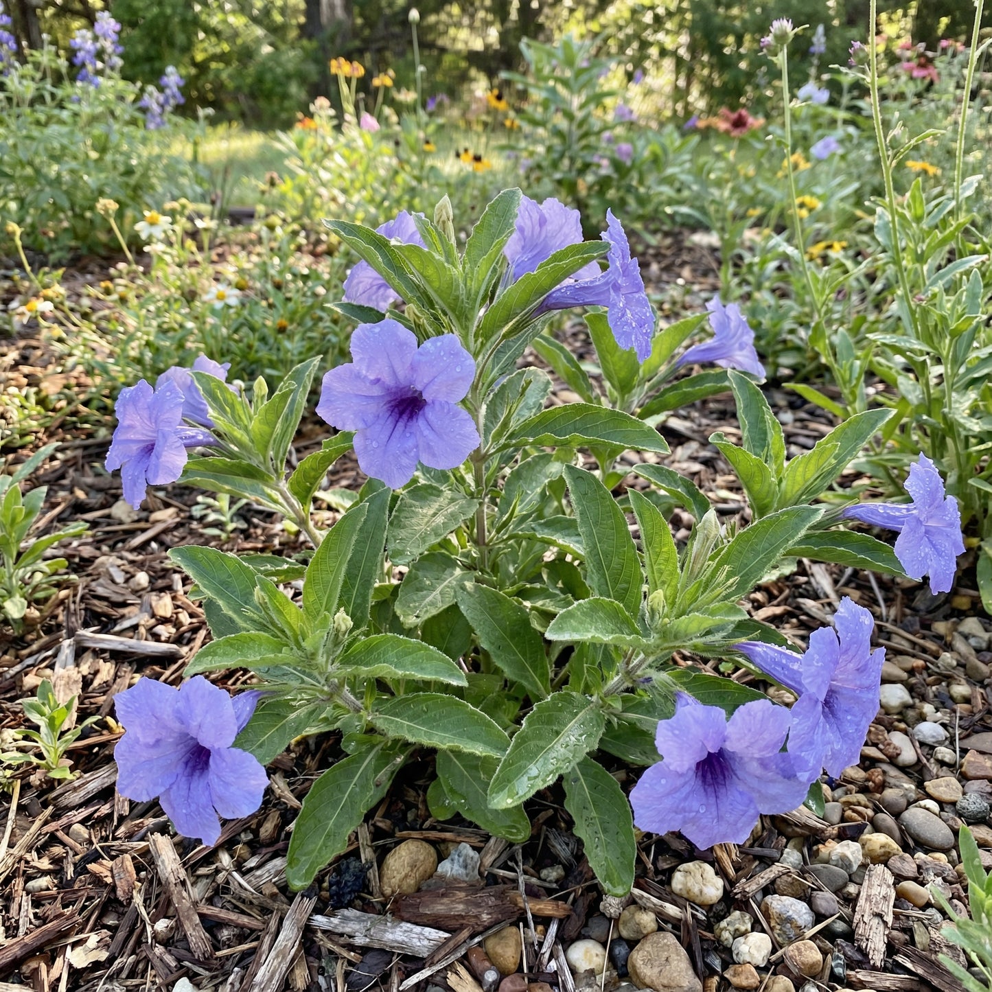 Ruellia Humillis Planting Flower Seeds