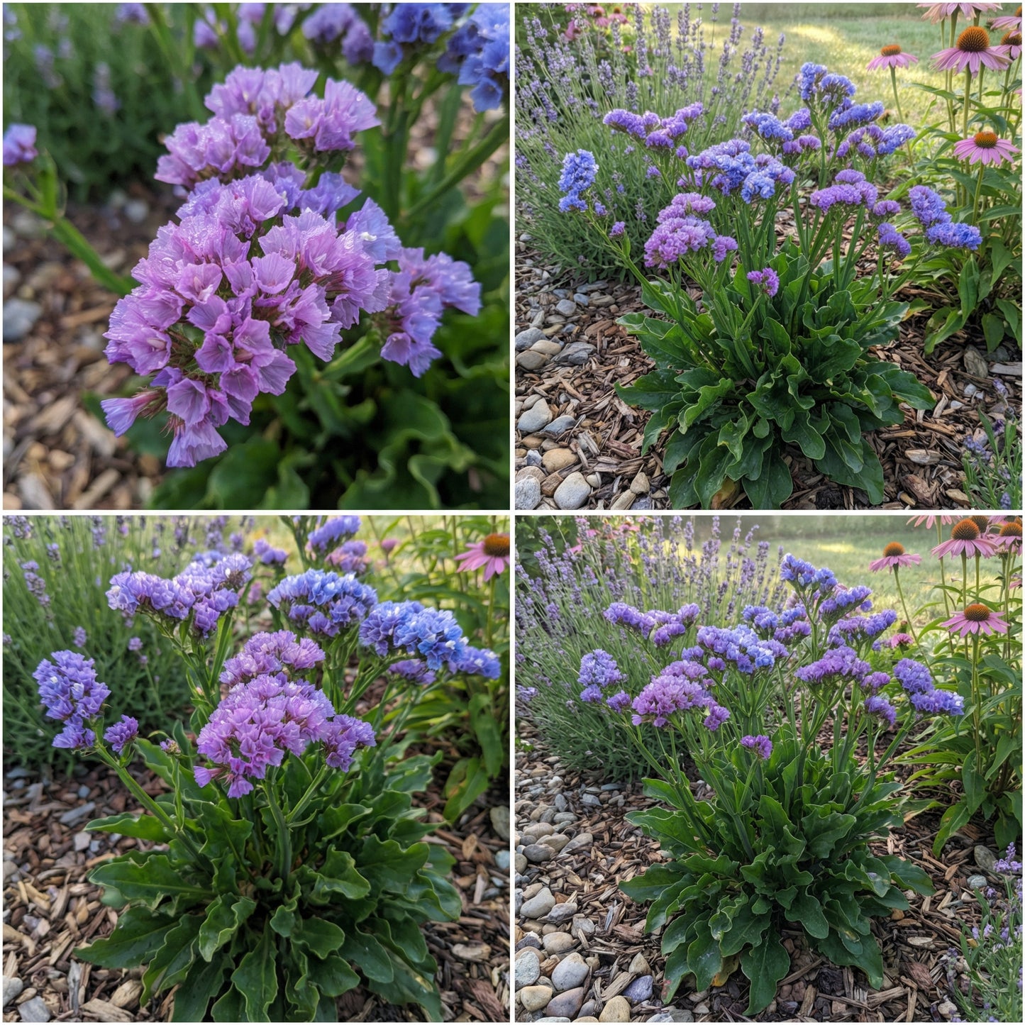 Statice Planting Flower Seeds for Dried Arrangements