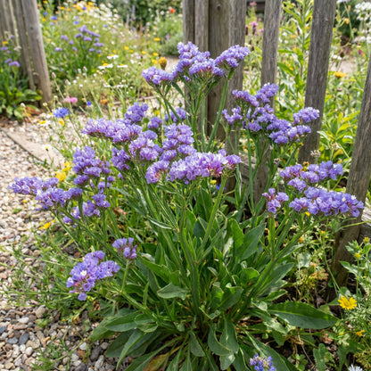 Statice Planting Flower Seeds for Dried Arrangements