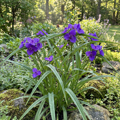 Hardy Tradescantia Spiderwort Seeds for Planting