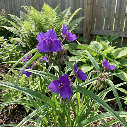Hardy Tradescantia Spiderwort Seeds for Planting