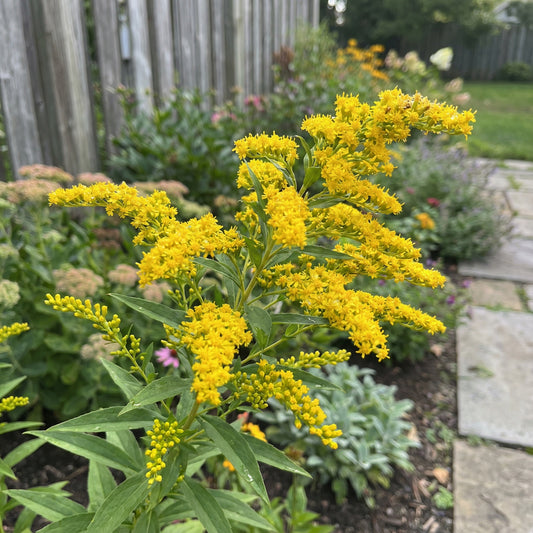 Yellow Bloom Seeds for Spartium Planting