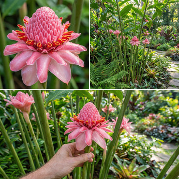 Pink Torch Ginger Seeds for Vibrant Tropical Planting