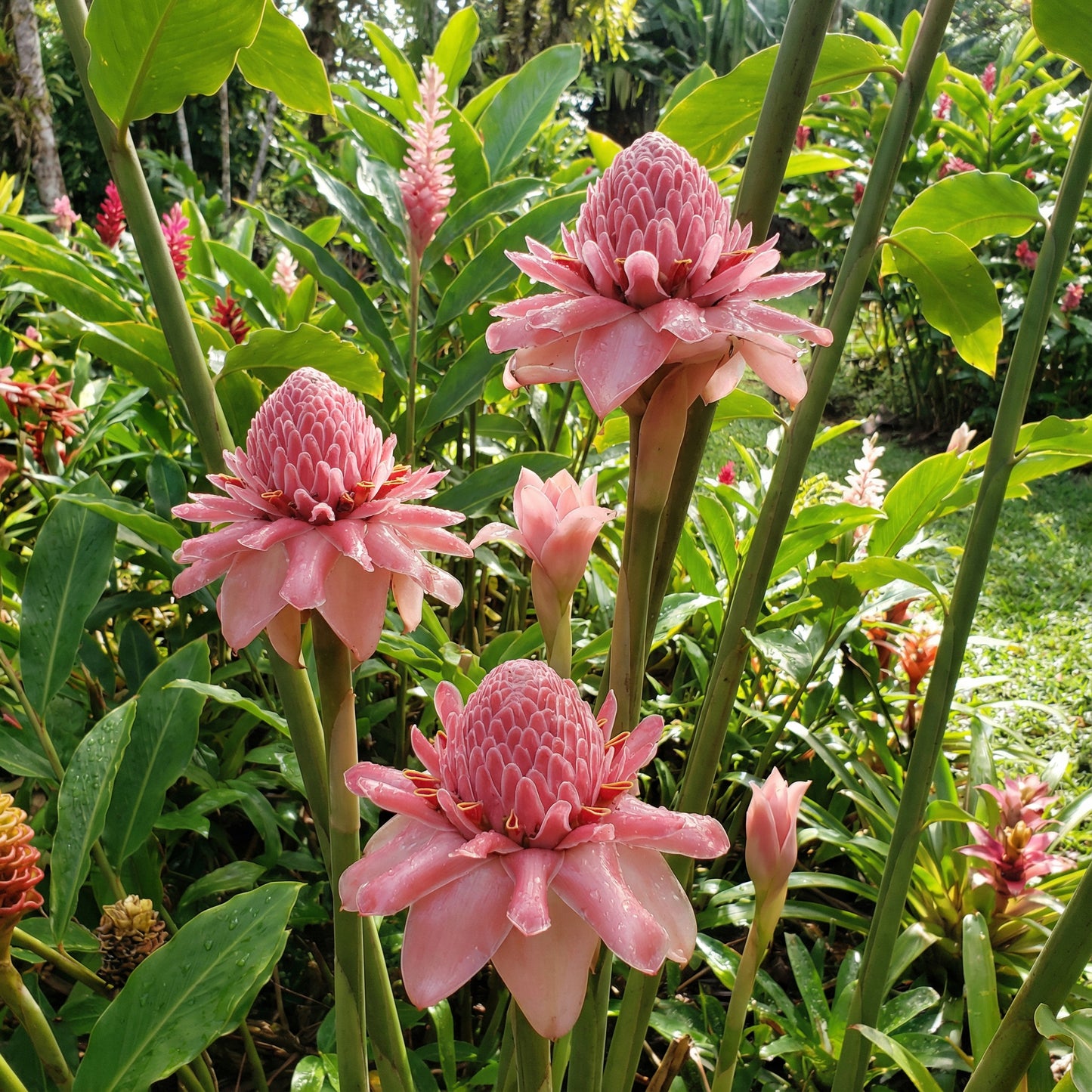 Pink Torch Ginger Seeds for Vibrant Tropical Planting